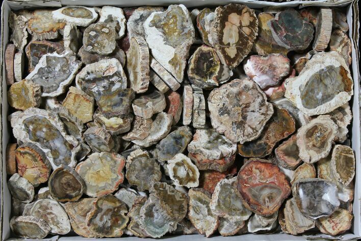 Lot - to Petrified Wood Slices - + Pieces #119558